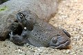 Incilius Alvarius reptiel reptielen reptile reptiles hagedis lizard lezard kikker frog grenouille pad toad crapaud krokodil crocodile schildpad turtle tortue